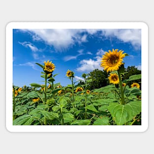Sunflowers in the Field Sticker